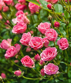 Роза миниатюрная Lilly Rose