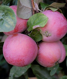 Яблоня Брянское (зимняя, красные яблоки)